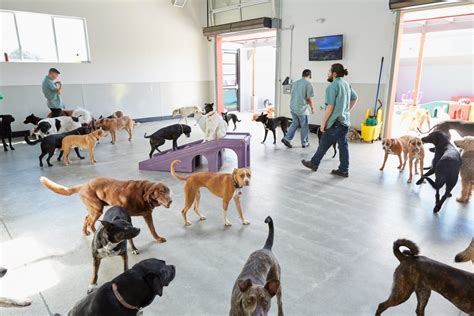 Ask These Questions Before Selecting Doggy Daycare In Orlando Pet