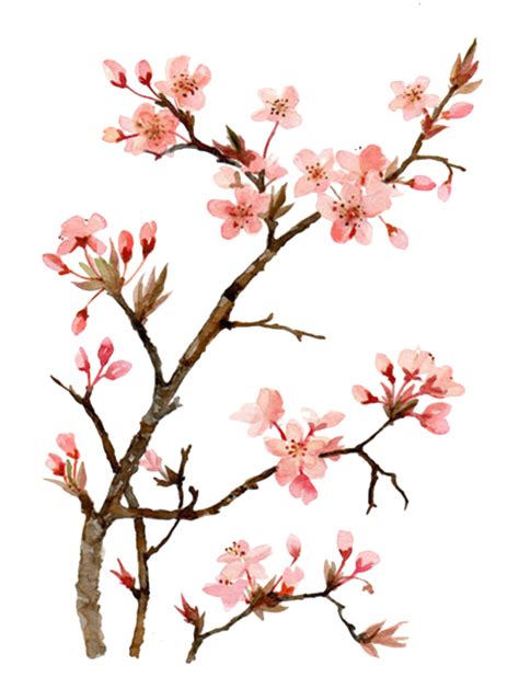 Sakura Cherry Blossom Flower Drawing Cherry Blossom Tree Branch