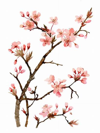 Blossom Cherry Drawing Flower Painting Peach Japanese