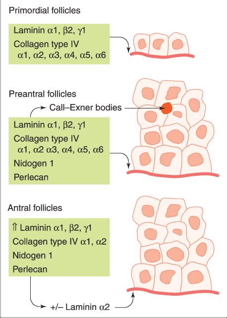 The Components Of The Follicular Basal Lamina And The Callexner Bodies