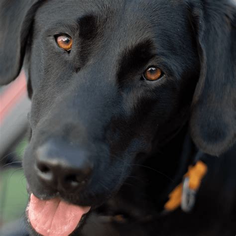 Are Labs And Labrador Retrievers Good Liveing Together