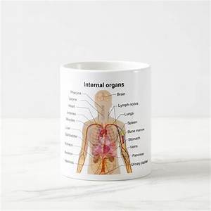 Major Internal Organs In The Human Body Chart Coffee Mug Zazzle