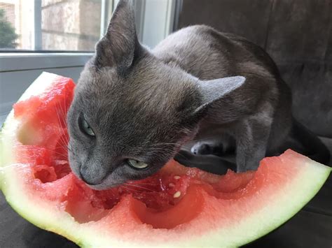 My Tonkinese Kitten Loves Watermelon Ifttt2t0jonp Tonkinese