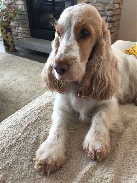 Selling toy cavoodle puppies just in time for christmas! Cocker Spaniel Puppies Price In Bangalore
