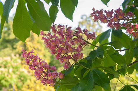 Red Buckeye Tree Care And Growing Guide
