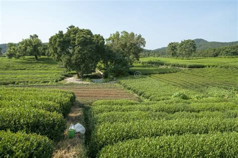 Green Tea Plantation Stock Image Image Of Agriculture 154351463