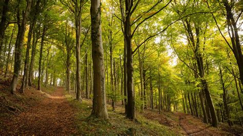 National Trust to use record HSBC donation for major woodland creation ...
