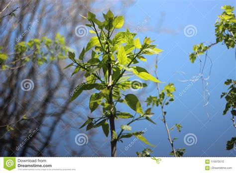 Vibrant Green Leafed Tree On Bright Blue Sky Stock Photo Image Of