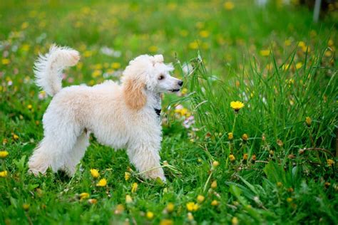 Apricot Colored Poodle Puppy Plays On The Grass Among Dandelions Stock