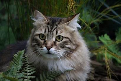 Siberian Cat Pet Cats Know Brown