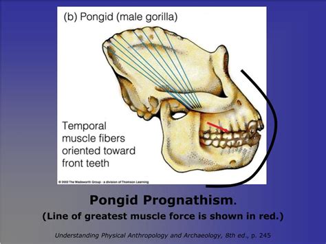 PPT - Lab 2: Hominid Anatomy PowerPoint Presentation, free download