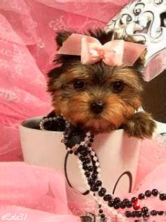 Check spelling or type a new query. Lovely dog | Teacup puppies, Teacup puppies for sale, Yorkie dogs