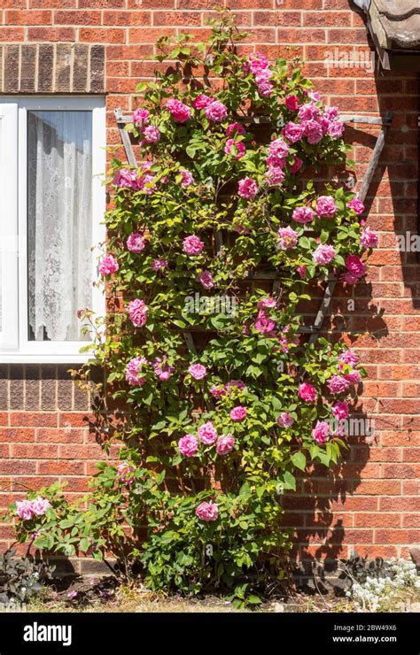 Thornless Pink Climbing Rose Rosa Zéphirine Drouhin England Uk Stock