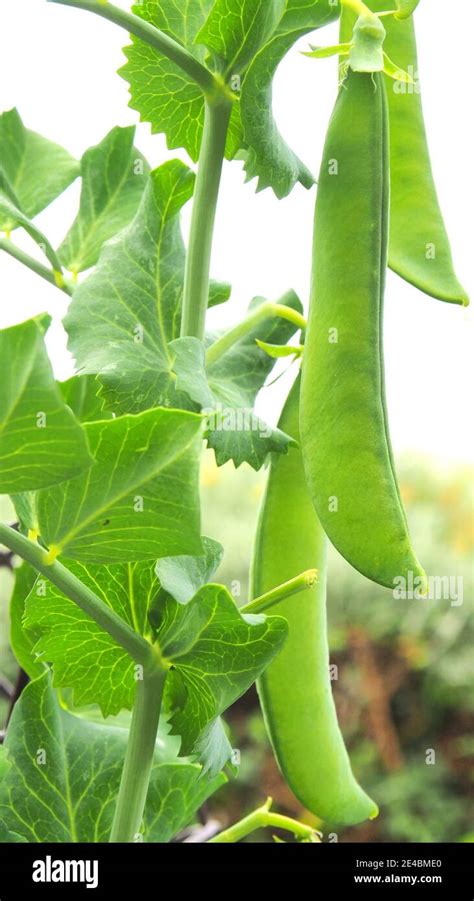 Flat Peas On Vine Hi Res Stock Photography And Images Alamy