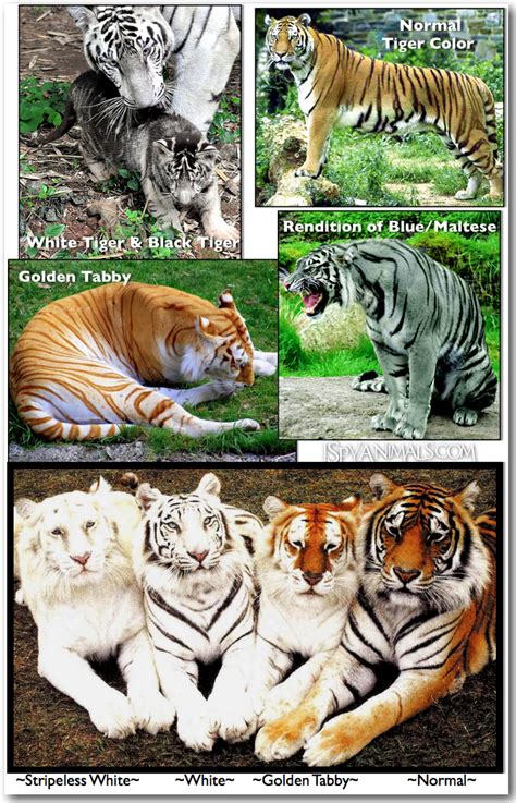 Colors Of Tigers Via I Spy Animals Golden Tabby Tigers Majestic