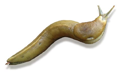 Collection Of Png Slug Pluspng