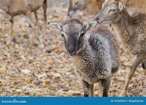 Portrait Of A Baby Mouflon Sheep Stock Photography