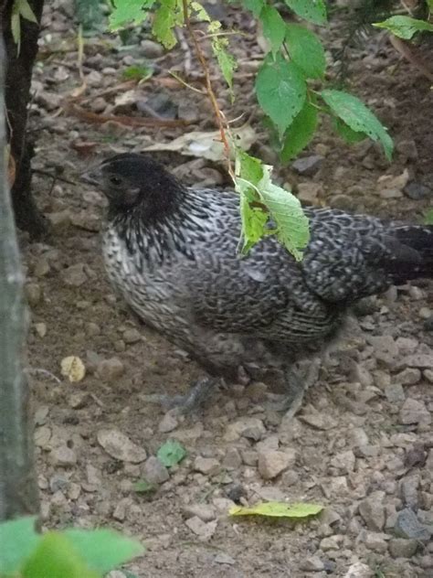 dotti female silkie sebright cross backyard chickens learn how to raise chickens