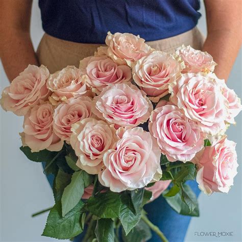 Soft Pink Mondial Roses Bulk Fresh Diy Wedding Flowers Flower Moxie