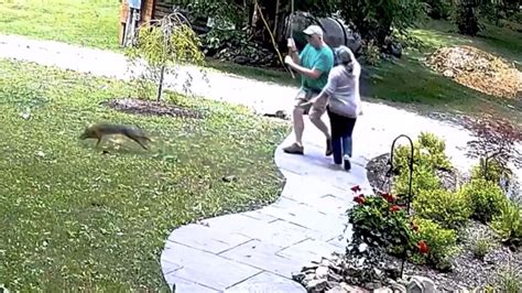 Ithaca Woman Attacked By Rabid Fox Video