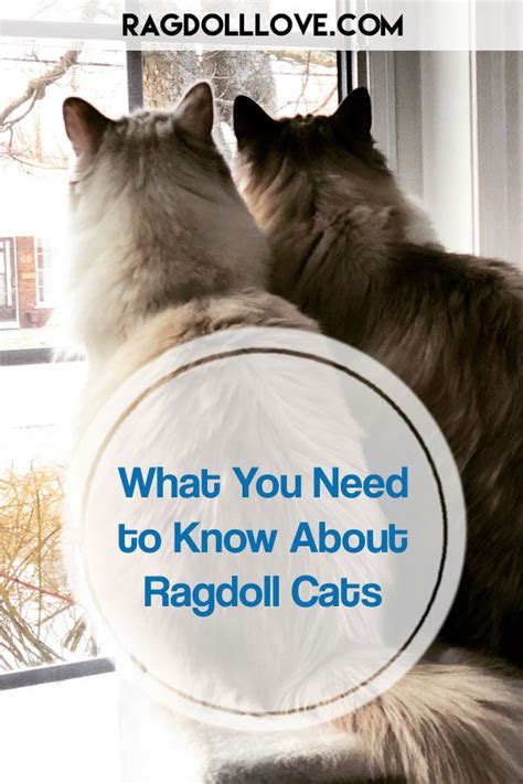 Is A Ragdoll Cat Right For You 5 Things You Need To Know