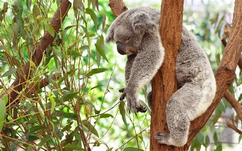 Koala Bear Wallpaper For Desktop 70 Images