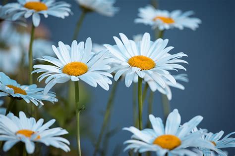 Free Images Flower Oxeye Daisy Flowering Plant Mayweed Petal