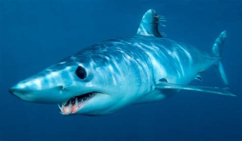 Shortfin Mako Shark Naturerules1 Wiki Fandom