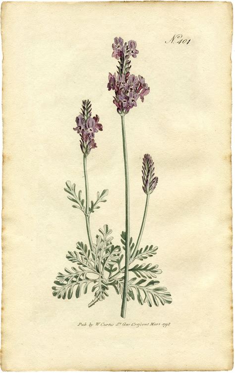 Free Lavender Botanical Print The Graphics Fairy Vintage Art Prints