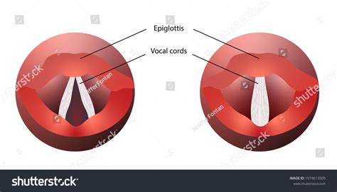 Vocal Cords Anatomy Larynx Open Close ภาพประกอบสต็อก 1974613505