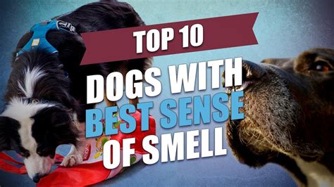 Top 10 Dogs With The Best Sense Of Smell Youtube