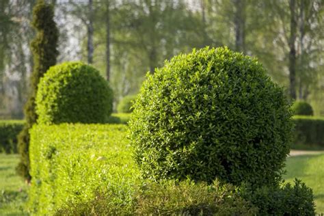 Wild Privet Ligustrum Hedge Nature Texture A Sample Of Topiary Art