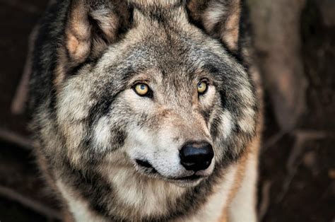 Hd Wallpaper Animal Wolf Face Grey Wolf Wildlife Predator Animal