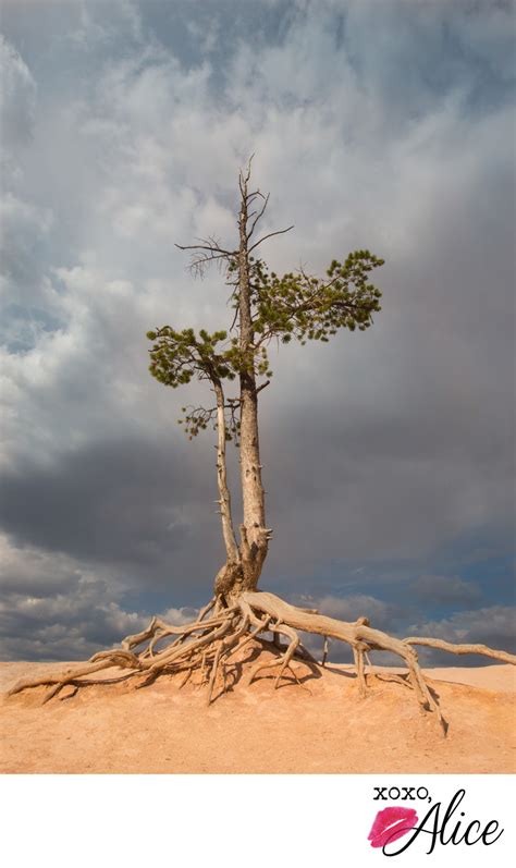 Solitary Tree And Roots In The Desert Against Dark Sky Landscape