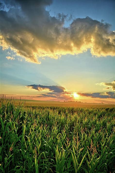 Sunrise Photograph Iowa Summer Corn Fields 2 By Bonfire Photography