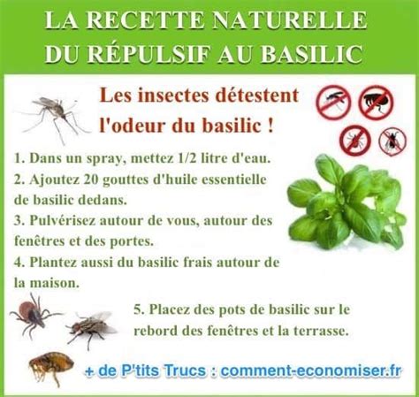 La Recette Du Répulsif Au Basilic Que Tous Les Insectes DÉtestent Best