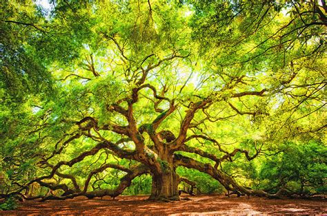 Angel Oak Photograph By Joe Benton Fine Art America