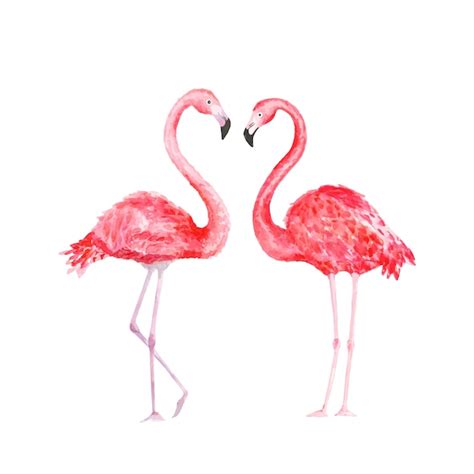 Premium Vector Flamingo Watercolor Tropical Bird Illustration