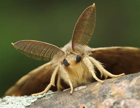 Gypsy Moth Identification