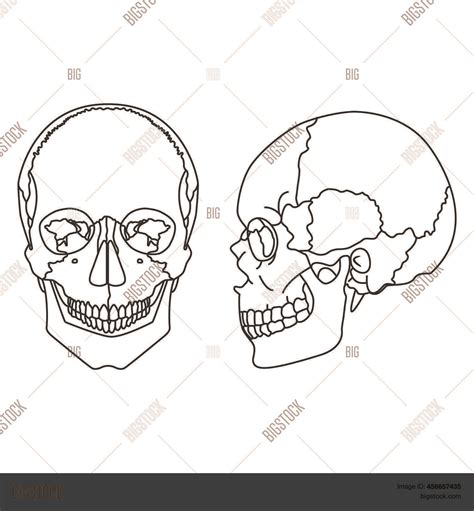 Human Skull Lower Jaw Vector And Photo Free Trial Bigstock