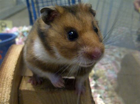 Golden Syrian Hamster かわいいハムスター ハムスター ペット
