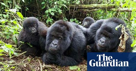 Trekking With Gorillas In Central Africa Uganda Holidays The Guardian