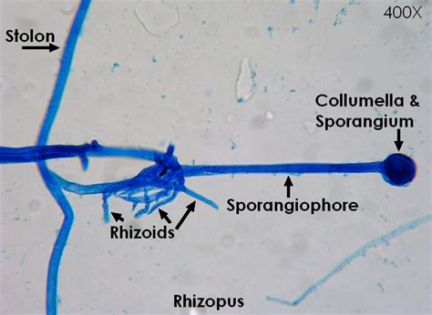 Rhizopus
