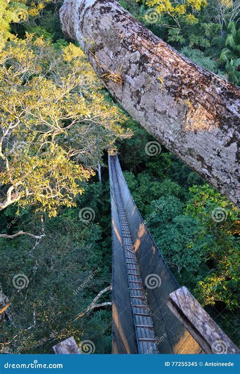 Amazon Canopy Bridge Peru Stock Image Image Of Peruvian Access