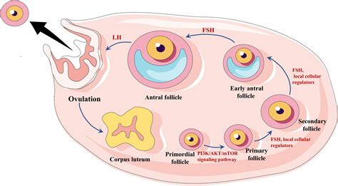 Frontiers Resistant Ovary Syndrome Pathogenesis And Management