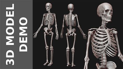 Human Male Skeleton V2 3d Model Demo Youtube