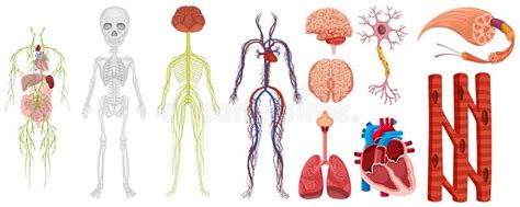 Sistemas Del Cuerpo Humano Los Sistemas Del Cuerpo Humano Y Sus