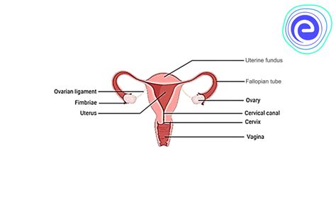Reproductive System Female Reproductive System Reproductive System