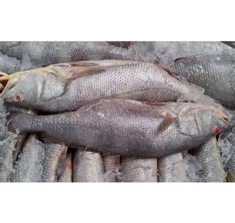 Ghol Fish Shelf Life Days At Rs Kilogram In Amreli Jay