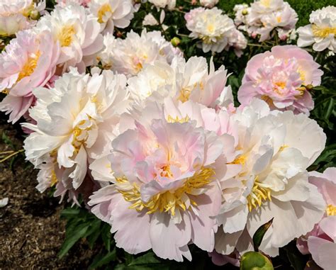 My Herbaceous Peonies In Bloom The Martha Stewart Blog